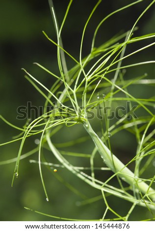 fresh fennel tip and dew drops