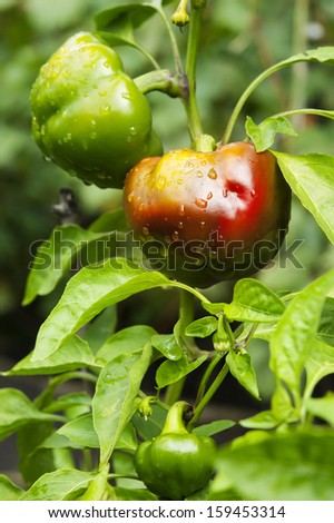 rotunda  bell pepper at vegetable bed