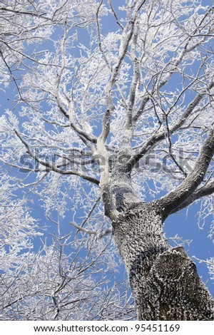 frosted oak tops at bright blue sky