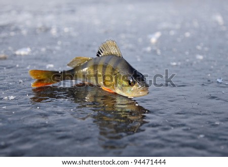 perch fish on ice. ice fishing