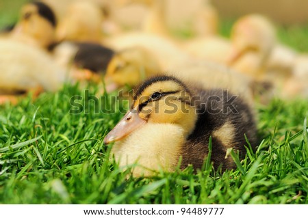 cute duckling on green grass