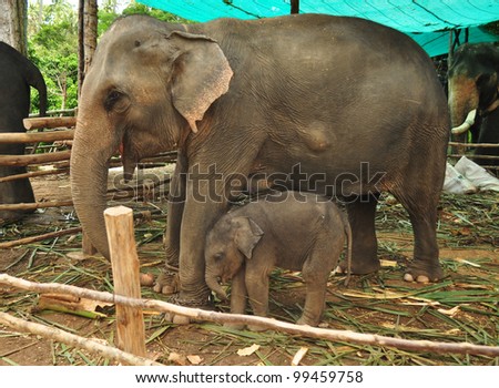 Elephant mother and baby elephant