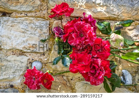 Red roses climbing roses with stone wall background
