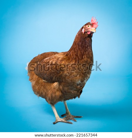Picture of a Hen on a blue background
