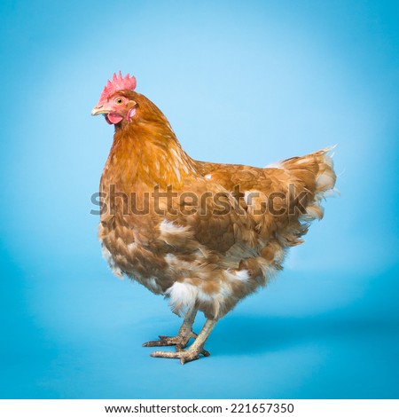 Picture of a Hen on a blue background