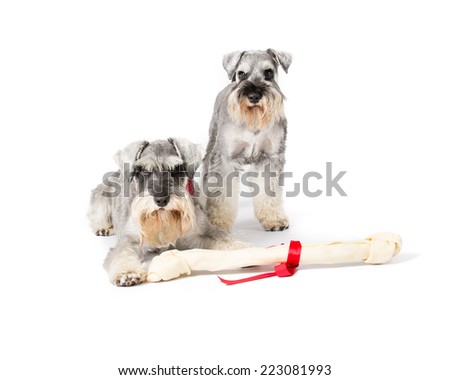 Pair of miniature schnauzers sitting on a white background with a large bone.