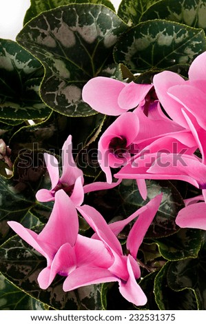 beautiful pink flower, background, texture