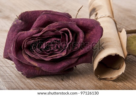 old dry rose and an old scroll on the background of an old tree