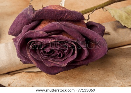 an old scroll and dried rose on grunge background