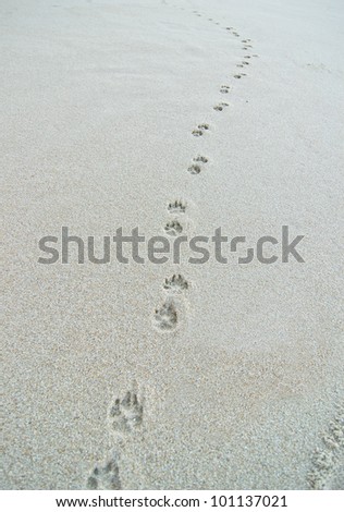 Dog footprints on the beach sand