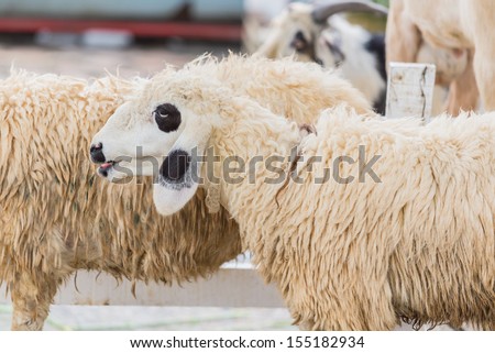 sheep face with black dot eye