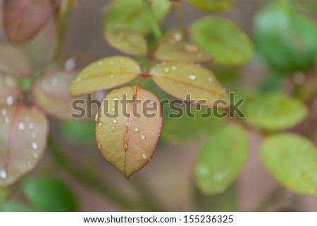 dew droplets on leaves