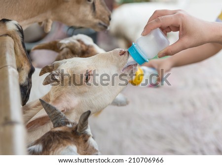 feeding goat with a bottle of milk