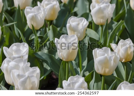 white tulip bulbs