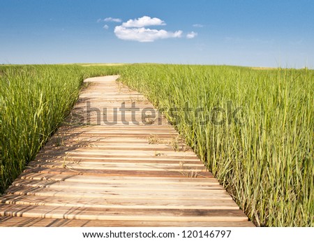 Wooden boardwalk creates path through field of tall green grass leading to blue sky and puffy white cloud - horizontal