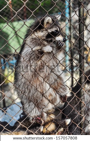 Cute raccoon family in zoo
