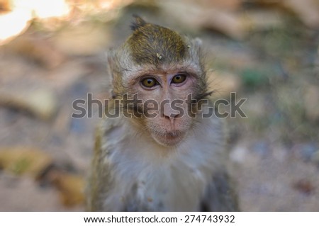 Cute little monkey in Angkor Wat temple complex in Cambodia