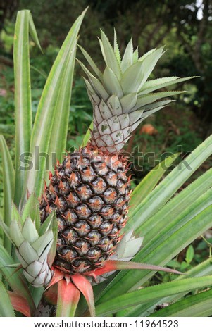 pineapple  with  its  nature   flower   and   leaf