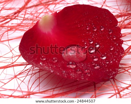 Single Rose Petal