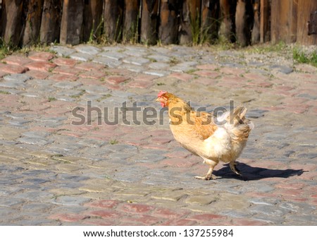 Homemade chicken runs