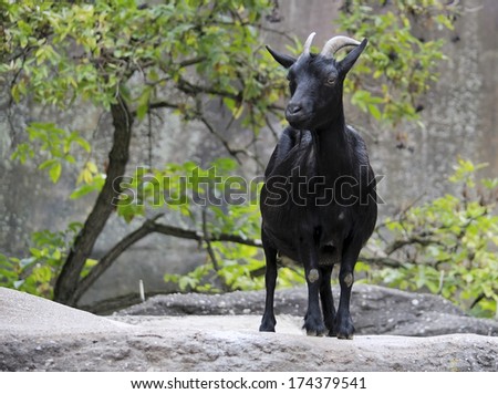 Black goat on the rock
