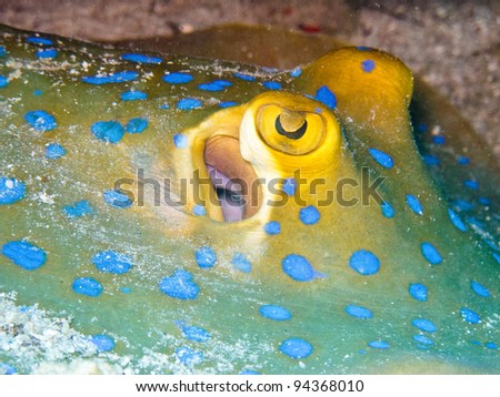 Blue Spotted Sting Ray in Koh Tao, Thailand