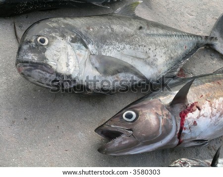 Two big fishes on a concrete pier