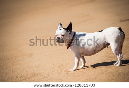 Little white guard dog at the beach watching the ocean.