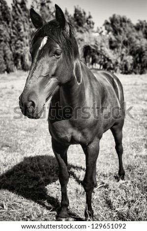 Full body horse portrait black and white