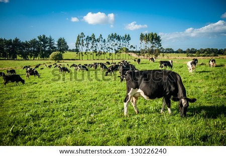 Cows in the meadow with a beautiful blue sky in the background.