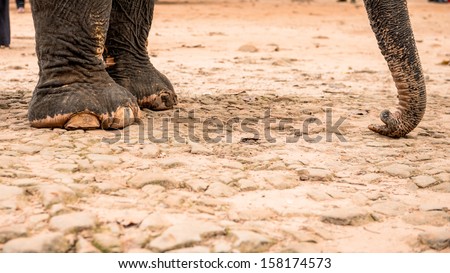 Elephant trunk and elephant feet