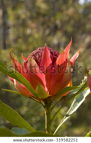 Backlit flower of a Waratah. The Waratah is the floral emblem of the State of New South Wales in Australia
