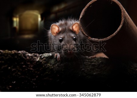 wild rat