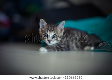 Kitten is leaning hunting and preparing for a jump