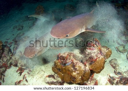 Whitetip reef shark (Triaenodon obesus)  hunting at night in Coco Island Costa Rica