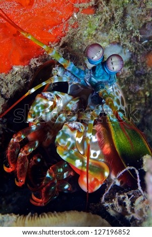 mantis shrimp hiding in Wakatobi national park indonesia south Sulawesi