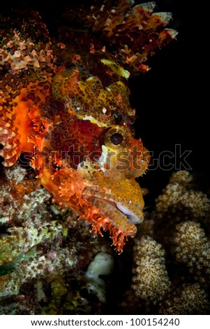 Face to face of Tasseled Scorpion-fish, Maldives
