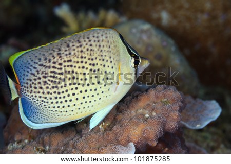 Peppered Butterfly-fish in Digga Thila - South Ari Atoll / Spotted Coral-fish, Gorgeous Gussy