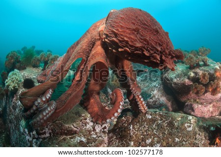 Dance of Giant octopus, underwater shoot, deep - 15 meters, Japan sea, Russia, october