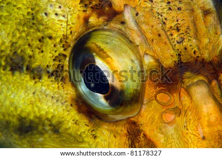 extreme fish-eye closeup, three-stripe rock-fish under water in sea of japan, Russia