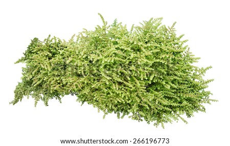 Green bush on white background