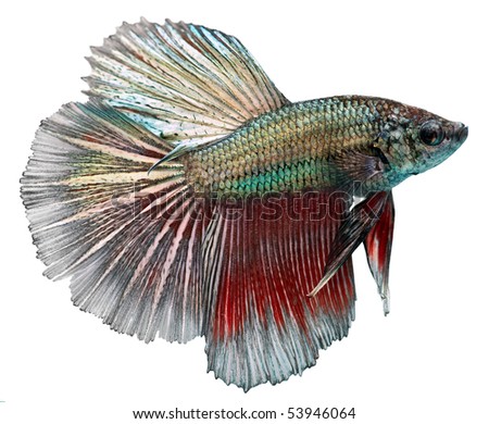 stock photo Siamese fighting fish isolated in white background