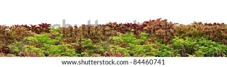 Colorful plants on white background