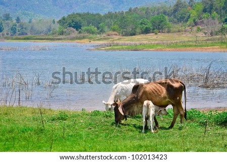 asia cows eating grass on riverside of thailand southeast asia