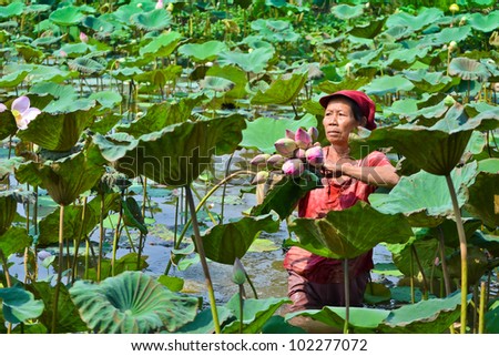 old asian women take lotus in country pond of thailand southeast asia