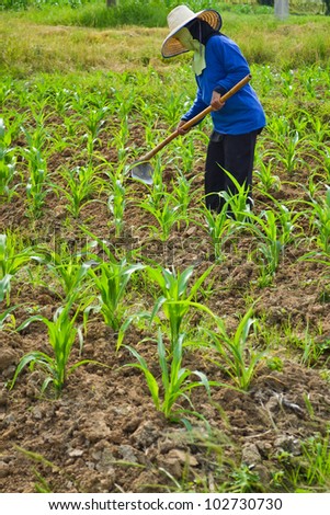 corn plant and farmer working in farm of thailand southeast asia