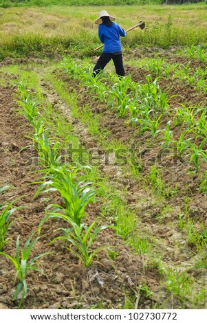 corn plant and farmer working in farm of thailand southeast asia