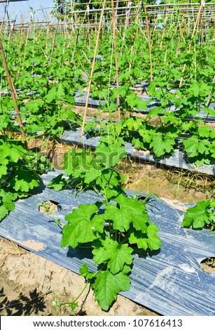 cucumber plant in garden of thailand southeast asia