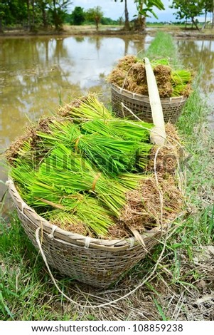 rice sprouts of thailand southeast asia