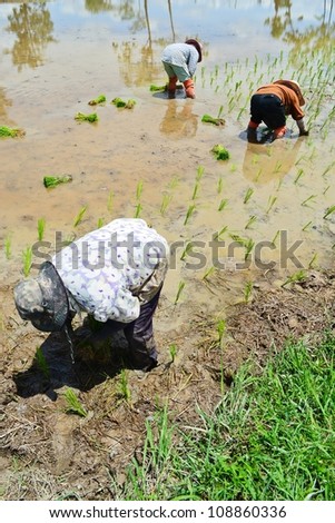 farmer working planting rice in farm of Thailand southeast asia